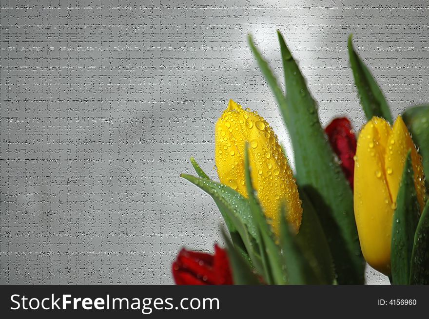 Photo of yellow tulips with water drops on its leaves on the illustrated background