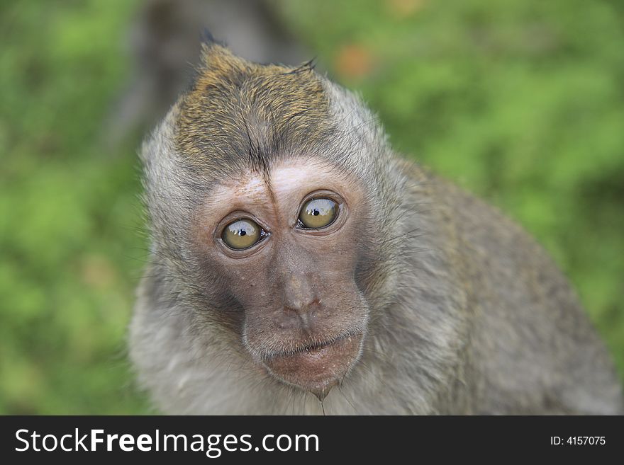 Surprised monkey on green background from Bali island