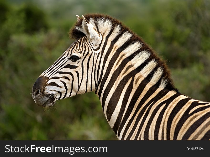 Burchell S Zebra