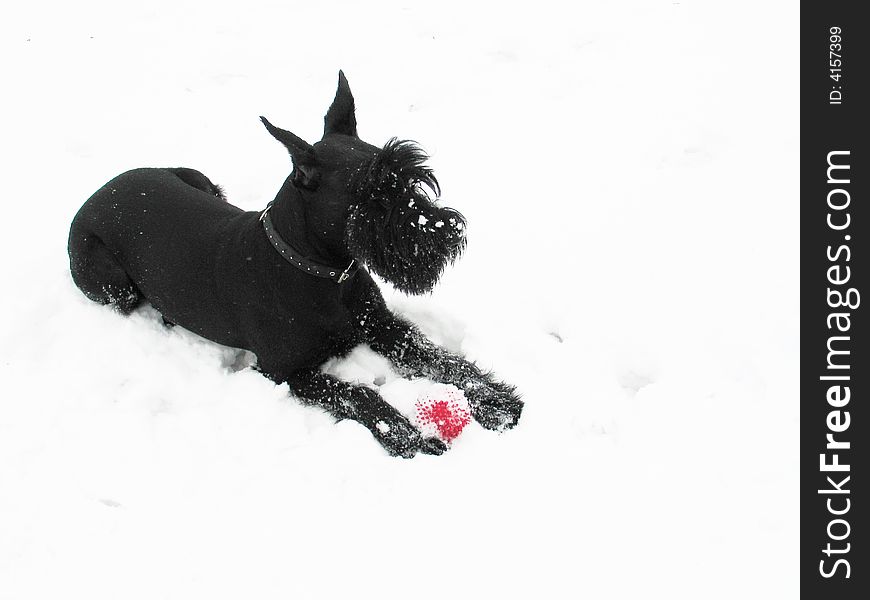 Black riesenschnauzer on walk plays with a red ball