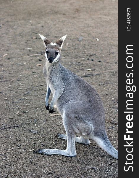 A kangaroo is a marsupial from the family Macropodidae