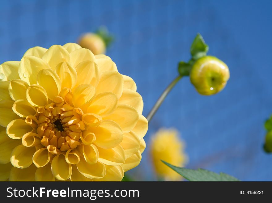 Flowers dahlia Gloria at summer sky in the garden. Grate at the background creates nice textural effect. Flowers dahlia Gloria at summer sky in the garden. Grate at the background creates nice textural effect.