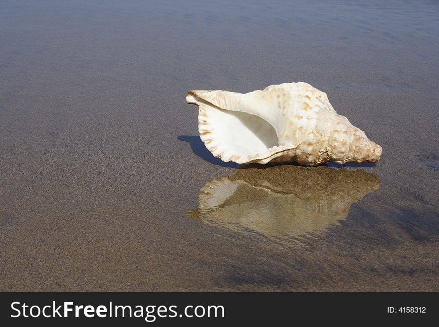 Seashell with reflection on the dark sand in a volcanic island