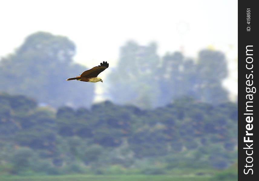 Eagle flying in the sky while wings spread