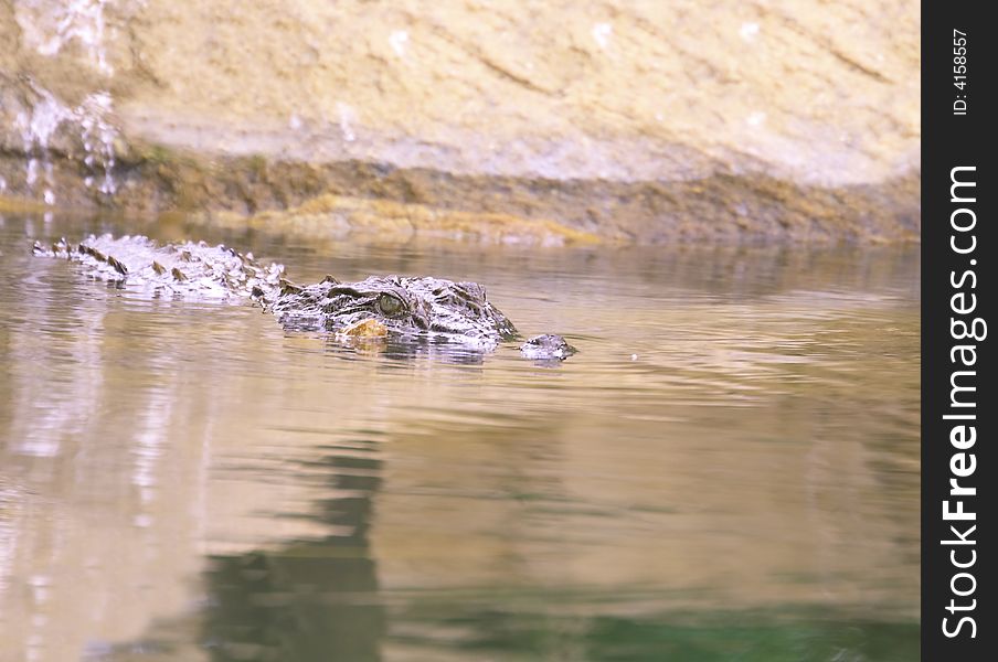 This crocodiles was just going to slip into the water, Looking for prey. The Slow and Silent movement is dangerously amazing