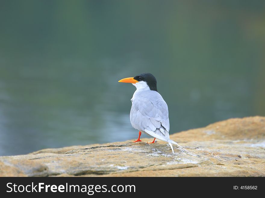 River Tern (Sterna aurantia) is a bird in the tern family . It is a resident breeder along inland rivers from Iran east through Pakistan into India and Myanmar to Thailand, where it is uncommon. Unlike most Sterna terns, it is almost exclusively found on freshwater, rarely venturing even to tidal creeks.