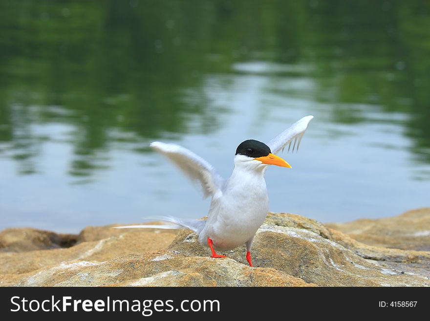 River Tern (Sterna aurantia) is a bird in the tern family . It is a resident breeder along inland rivers from Iran east through Pakistan into India and Myanmar to Thailand, where it is uncommon. Unlike most Sterna terns, it is almost exclusively found on freshwater, rarely venturing even to tidal creeks.