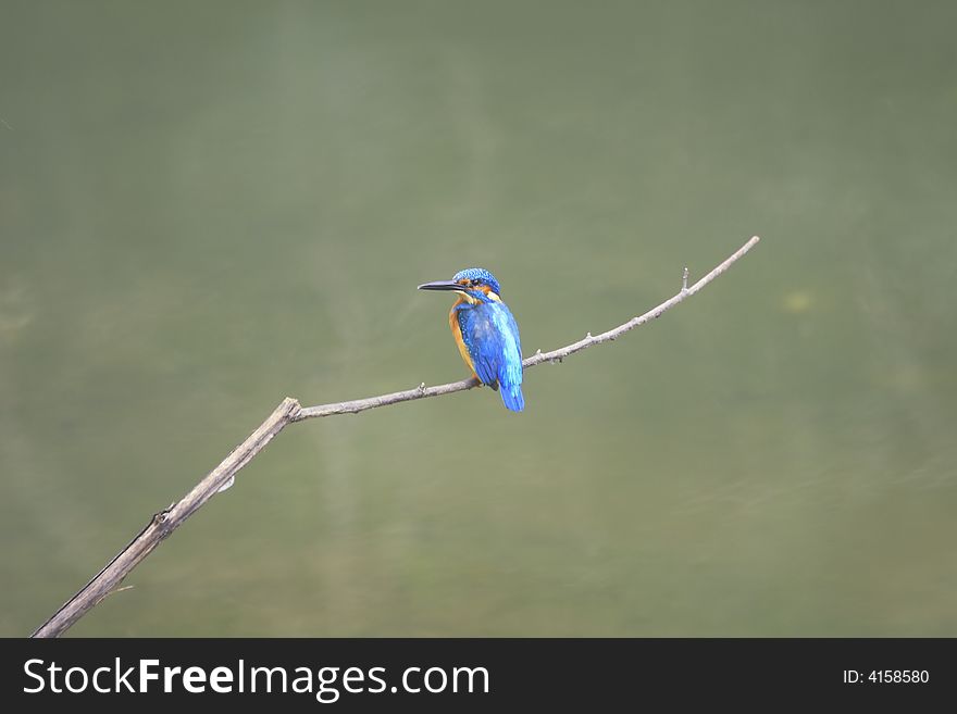 Kingfisher was waiting on the perch