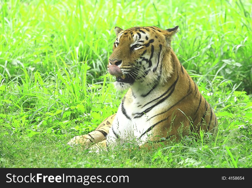 Tiger is licking the lips in the meadow