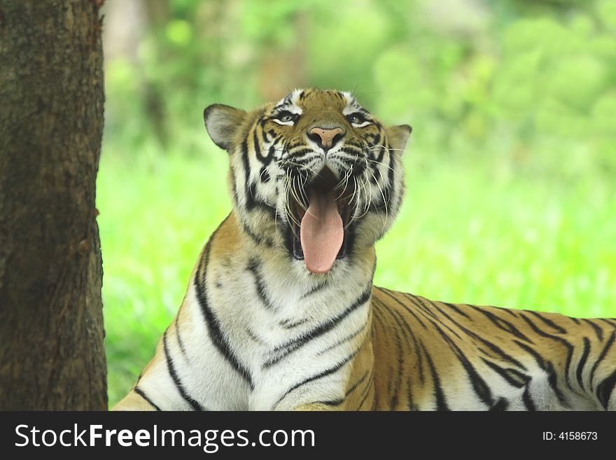 Tiger is yawning in the meadow