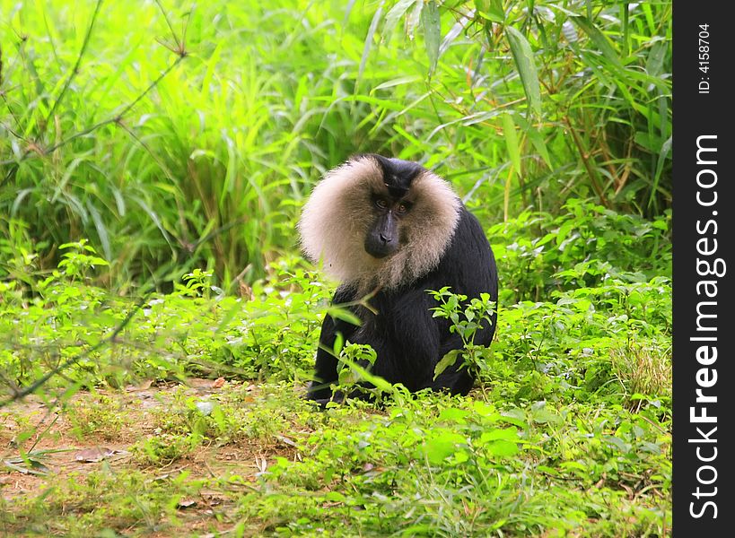 Baboon siting in the grassland