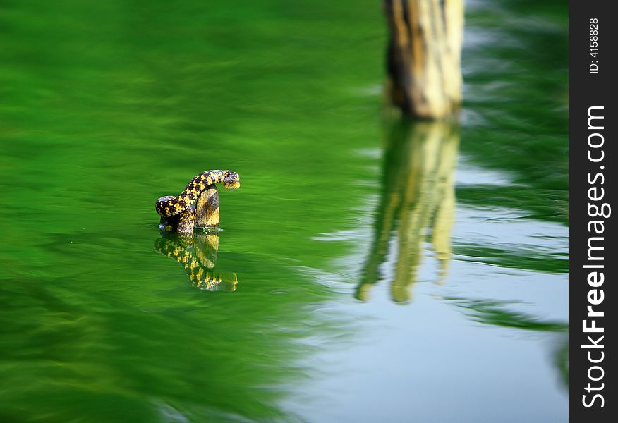 Snake was enjoying early afternoon winter sun, the reflection is also visible