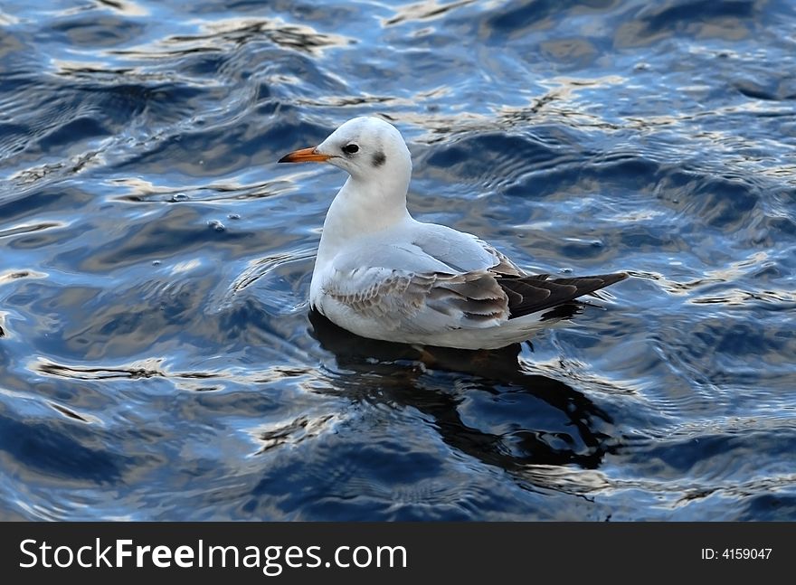 Swimming bird on the water. Seagull in focus.