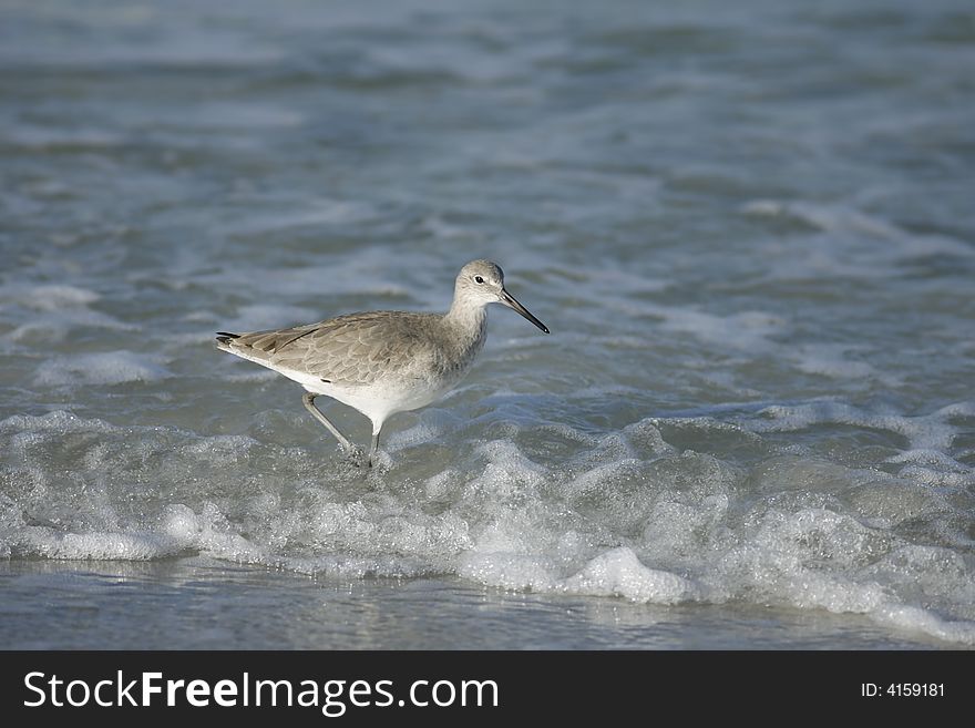 A willet walking along in the surf and feeding as he goes. A willet walking along in the surf and feeding as he goes