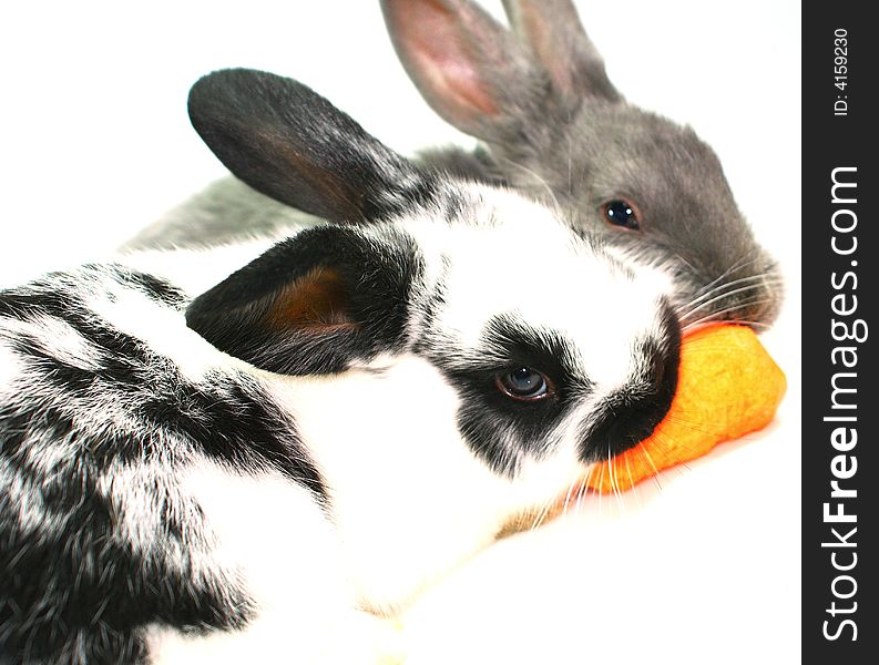 Baby bunny rabbits on white background