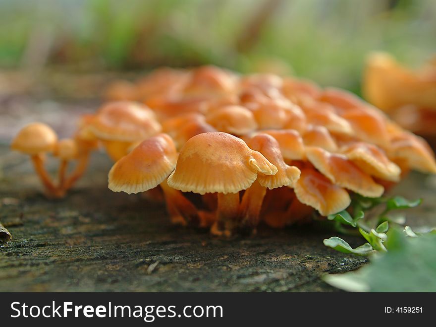 Orange mushrooms in natural environment