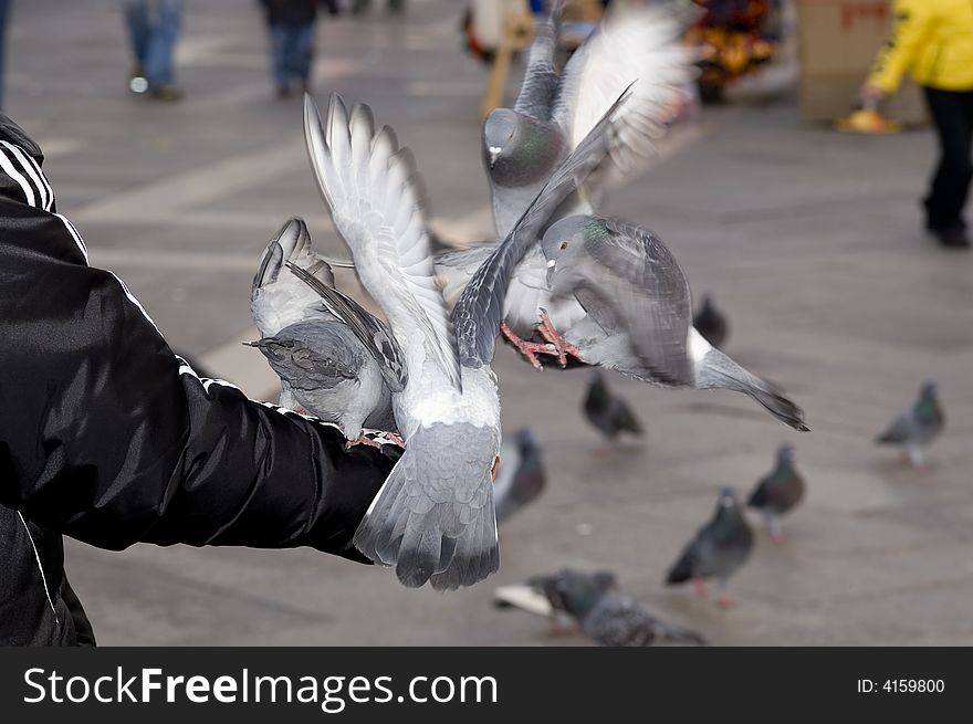 Feeding of pingeons in piazza San Marco, Venice, Italy