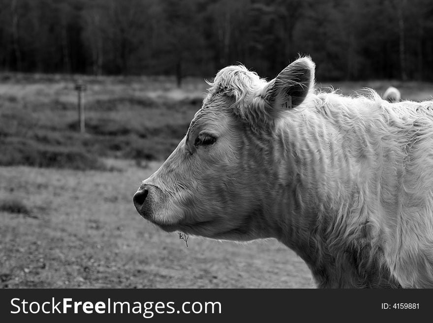 Cow looking into the camera