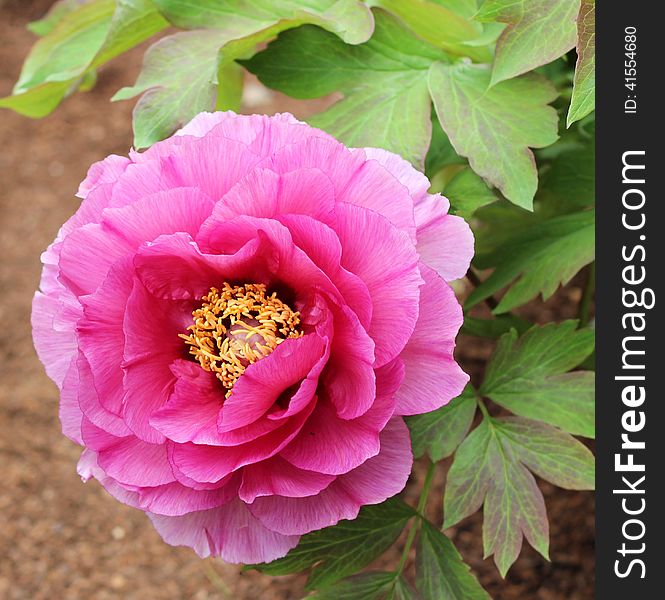 Gentle pink poppy in a summer garden