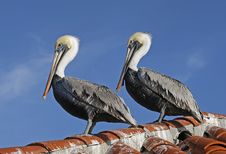 Pelicans On The Roof Stock Photos Pelicans On The Roof Stock Photos