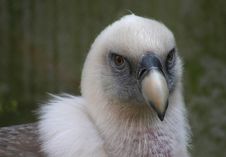Vulture Stock Photos Vulture Stock Photos