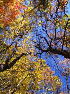 Peak Fall Color Season Royalty Free Stock Images