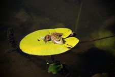 Frog Royalty Free Stock Images