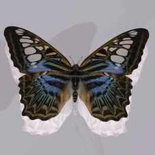Digital Butterfly Royalty Free Stock Photography Digital Butterfly Royalty Free Stock Photography