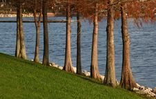 Tree Trunks Near Water Royalty Free Stock Image