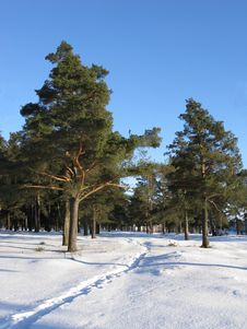 Narrow Snow Path In Winter Pine Forest Stock Photography Narrow Snow Path In Winter Pine Forest Stock Photography