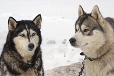Snow Dogs Royalty Free Stock Image
