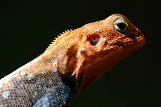 Red Headed Lizard Royalty Free Stock Images Red Headed Lizard Royalty Free Stock Images