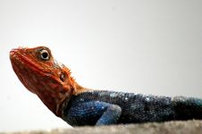 Red Headed Lizard Stock Image Red Headed Lizard Stock Image
