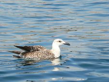 Seagull At Sea Royalty Free Stock Photo Seagull At Sea Royalty Free Stock Photo
