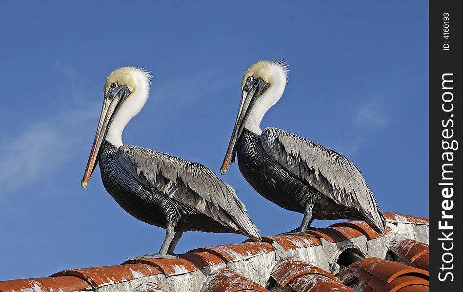 A pair of Brown Pelicans Waiting for next Feeding at the Pier. A pair of Brown Pelicans Waiting for next Feeding at the Pier.