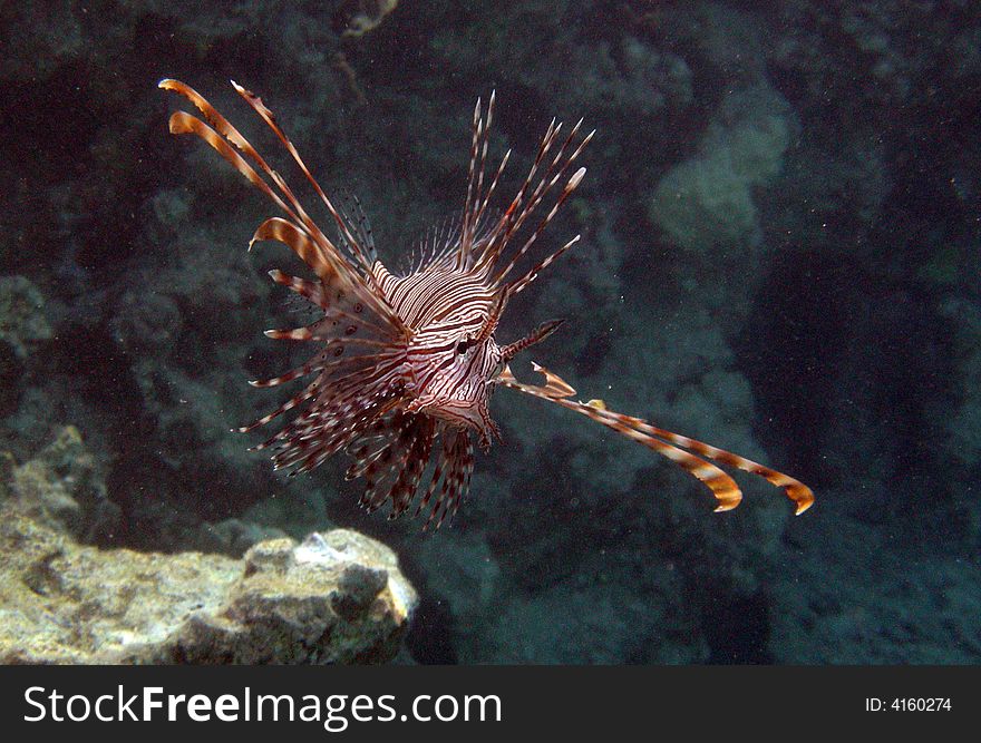 Red Lionfish in the Red Sea