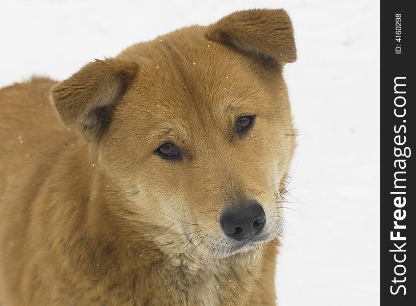 Stray dog on a background of a snow