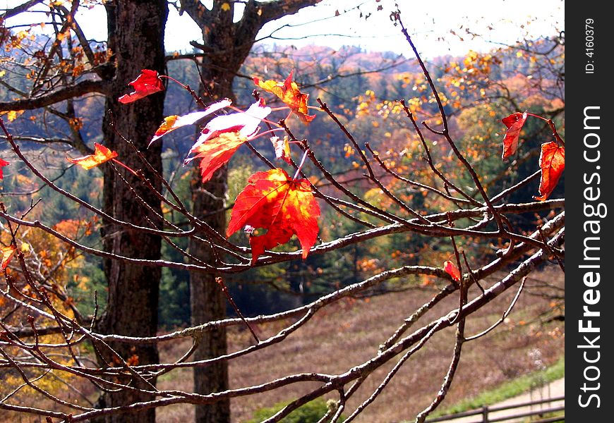 Maple leaves turn red in Blue Ridge Mountains in autumn creating the beautiful fall color season. Maple leaves turn red in Blue Ridge Mountains in autumn creating the beautiful fall color season.