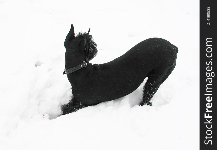 Black riesenschnauzer dog