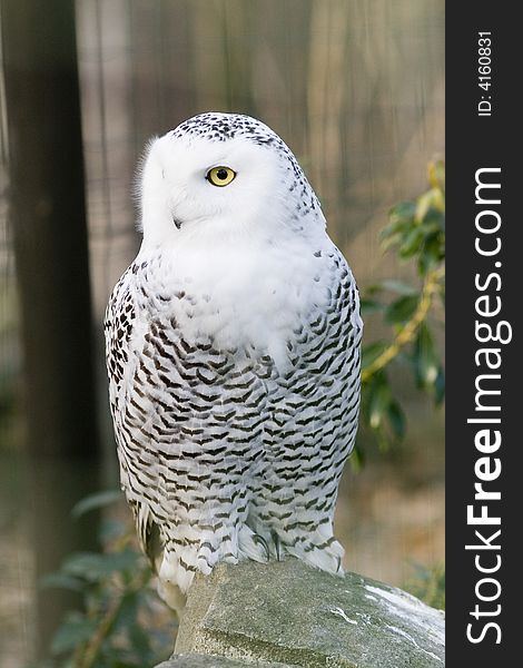 Nyctea scandiaca, white owl in nature