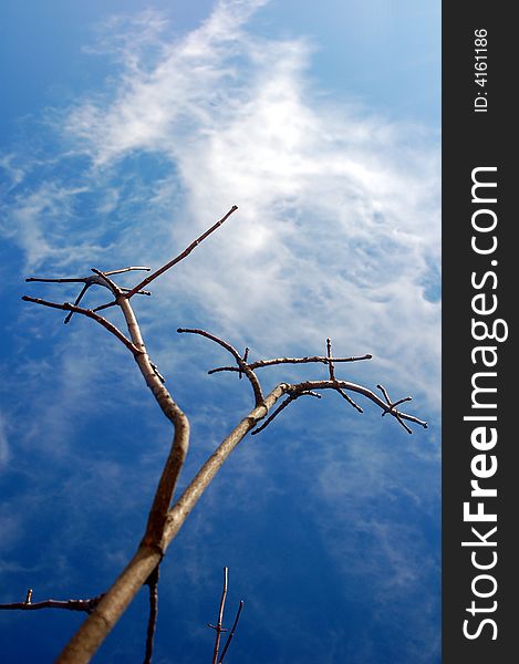 Tree branch extending to the sky. Tree branch extending to the sky.