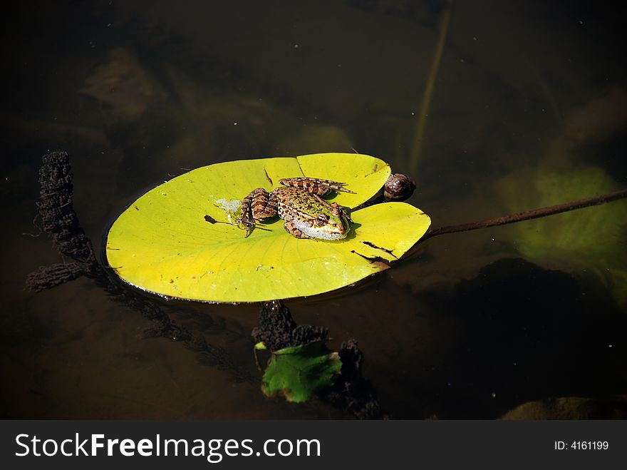 A frog on a leaf