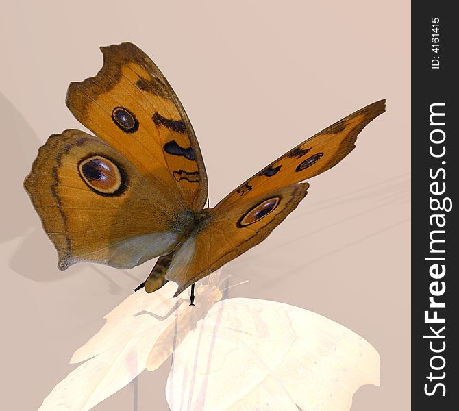 Rendered image of a beautiful butterfly - with Clipping Path. Rendered image of a beautiful butterfly - with Clipping Path