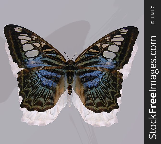 Rendered image of a beautiful butterfly - with Clipping Path. Rendered image of a beautiful butterfly - with Clipping Path