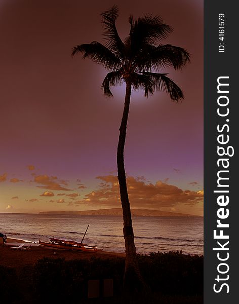 Sunset. A palm tree near the ocean. Sunset. A palm tree near the ocean.