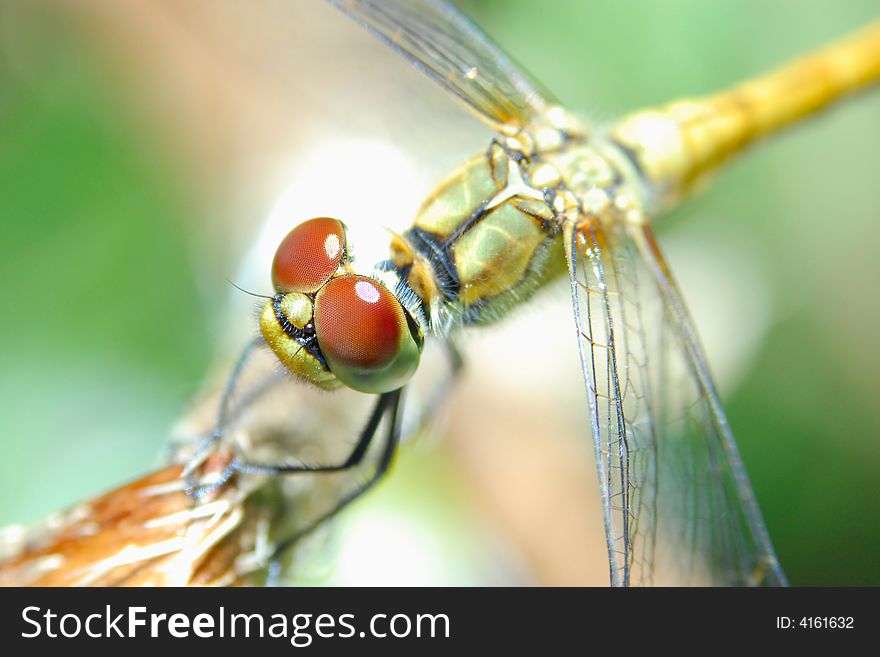 Macro  of dragonfly on the branch