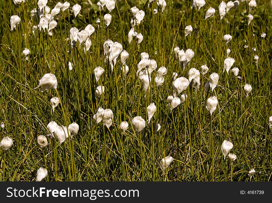 Green meadow in summer. Cotton grass after blooming. Green-white landscape. Pizol. Swiss Alps. Green meadow in summer. Cotton grass after blooming. Green-white landscape. Pizol. Swiss Alps.