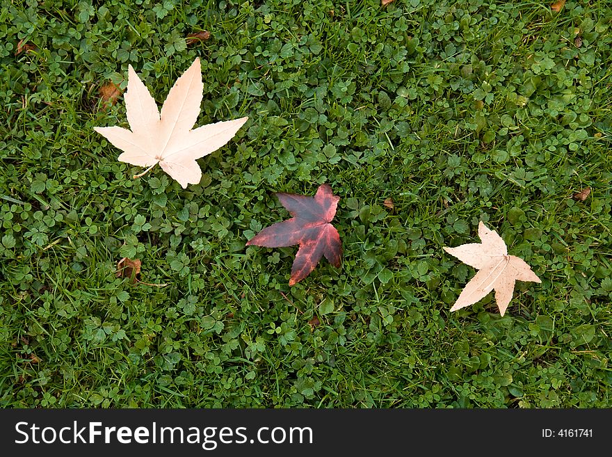 Three Maple Leaves On The Grass. Autumn.