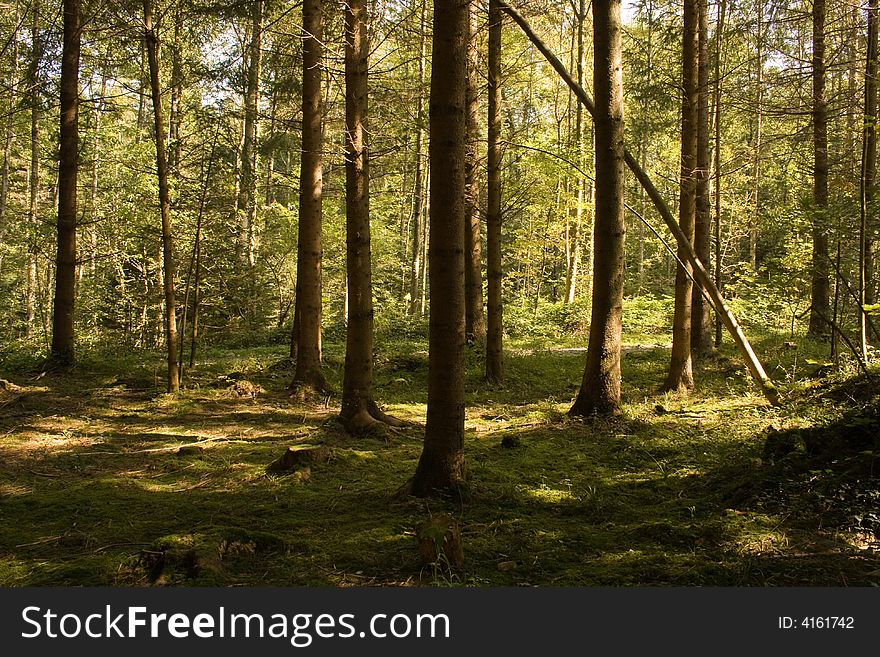 Sunlit Fir Forest. Summer In Switzerland