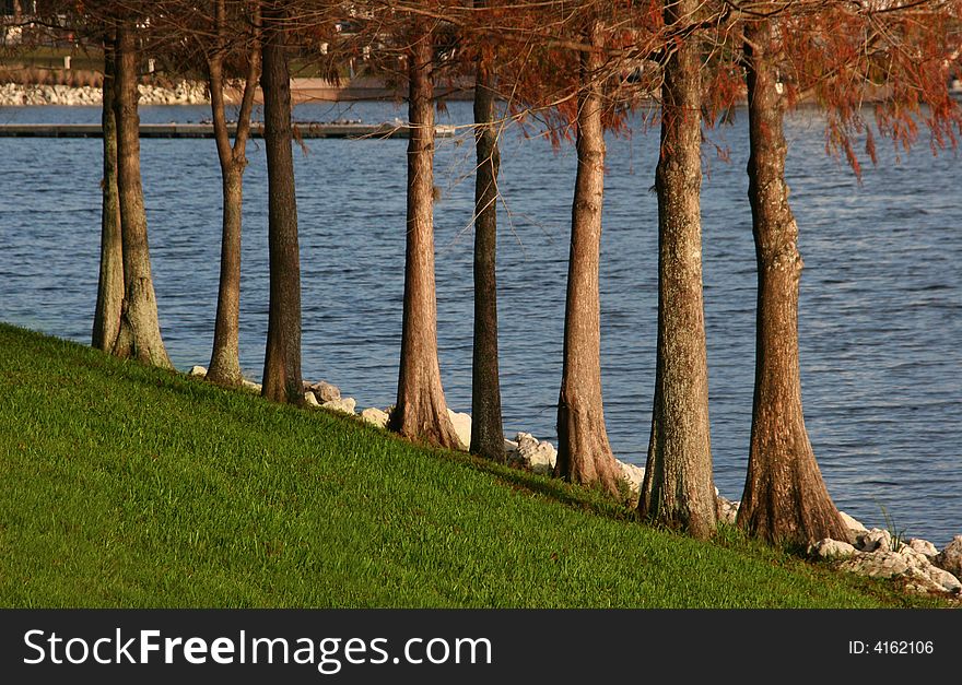 Tree Trunks Near Water